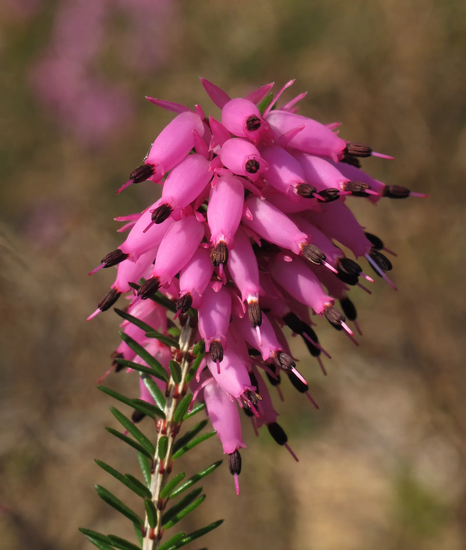 Winter Heath (Erica Carnea) — ground cover / shrub with pink and white blooms; mounding form that makes it ideal for use as ground cover or as a, image 56