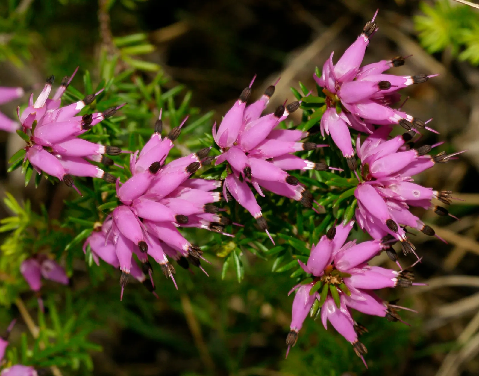Winter Heath (Erica Carnea) — Its needle-like foliage creates year-round interest