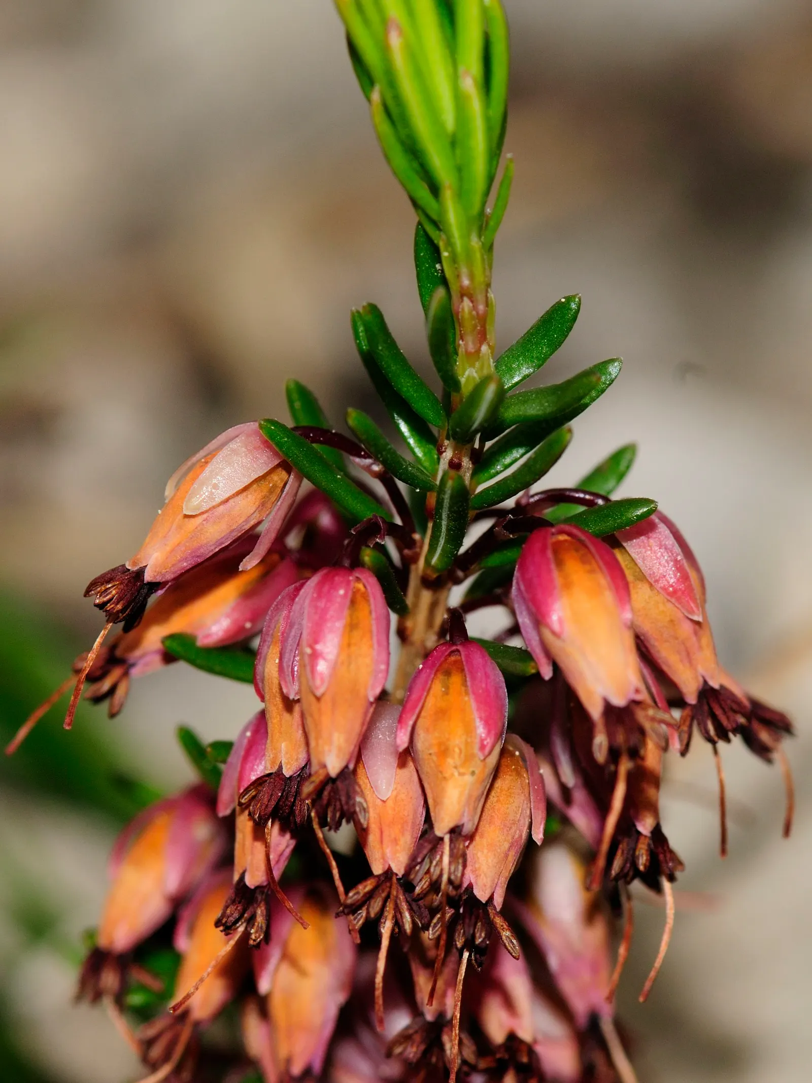 Winter Heath (Erica Carnea) — reliable choice for challenging areas