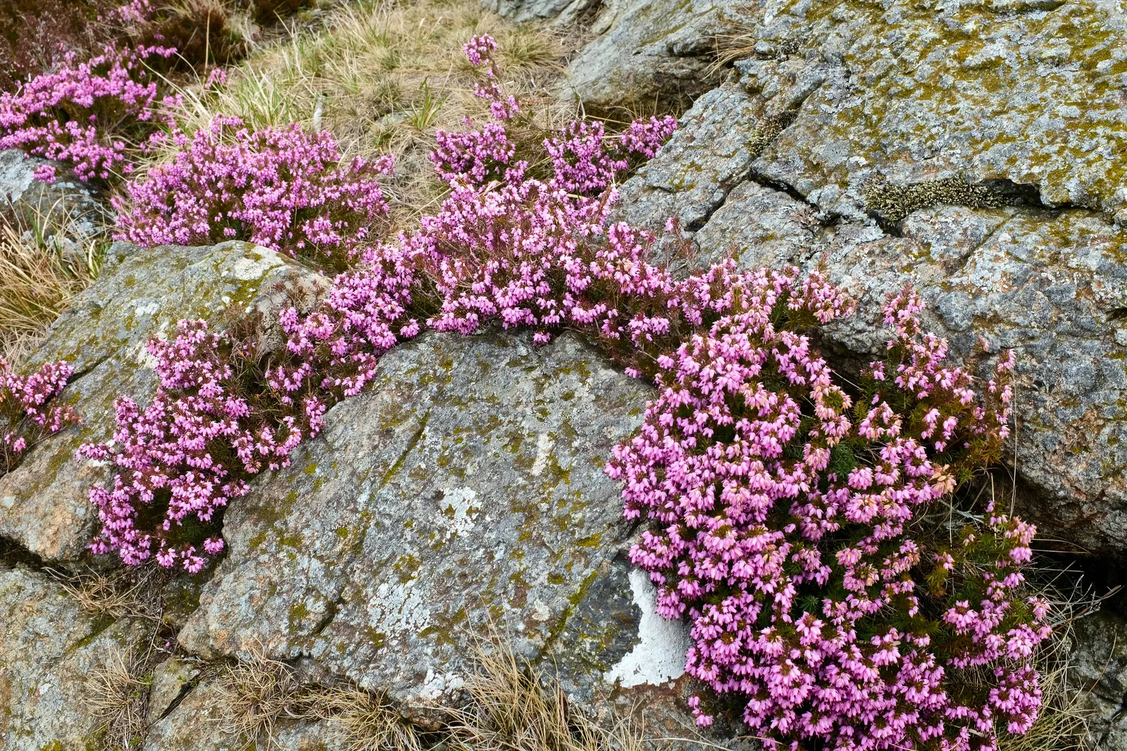 Winter Heath (Erica Carnea) — decorating the plant from late December through April; pink and white flowers in the garden, image 68