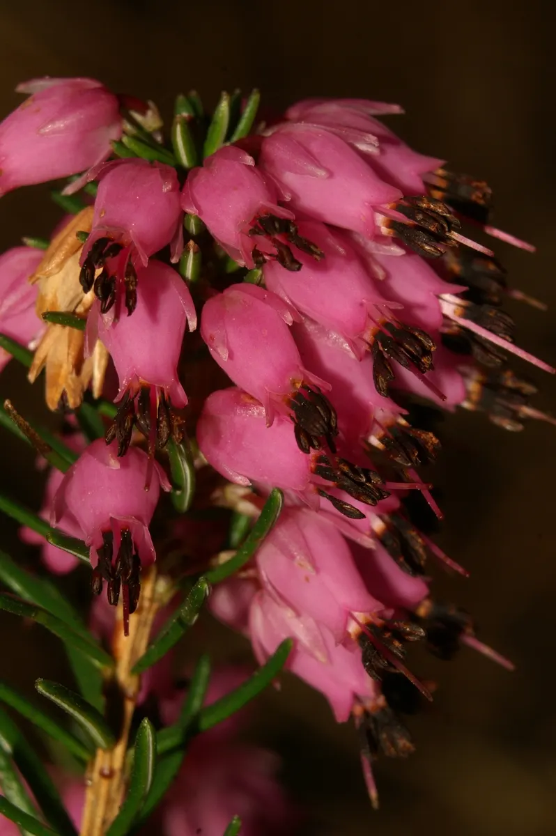 Winter Heath (Erica Carnea) — ground cover / shrub with pink and white blooms; mounding form that makes it ideal for use as ground cover or as a, image 75
