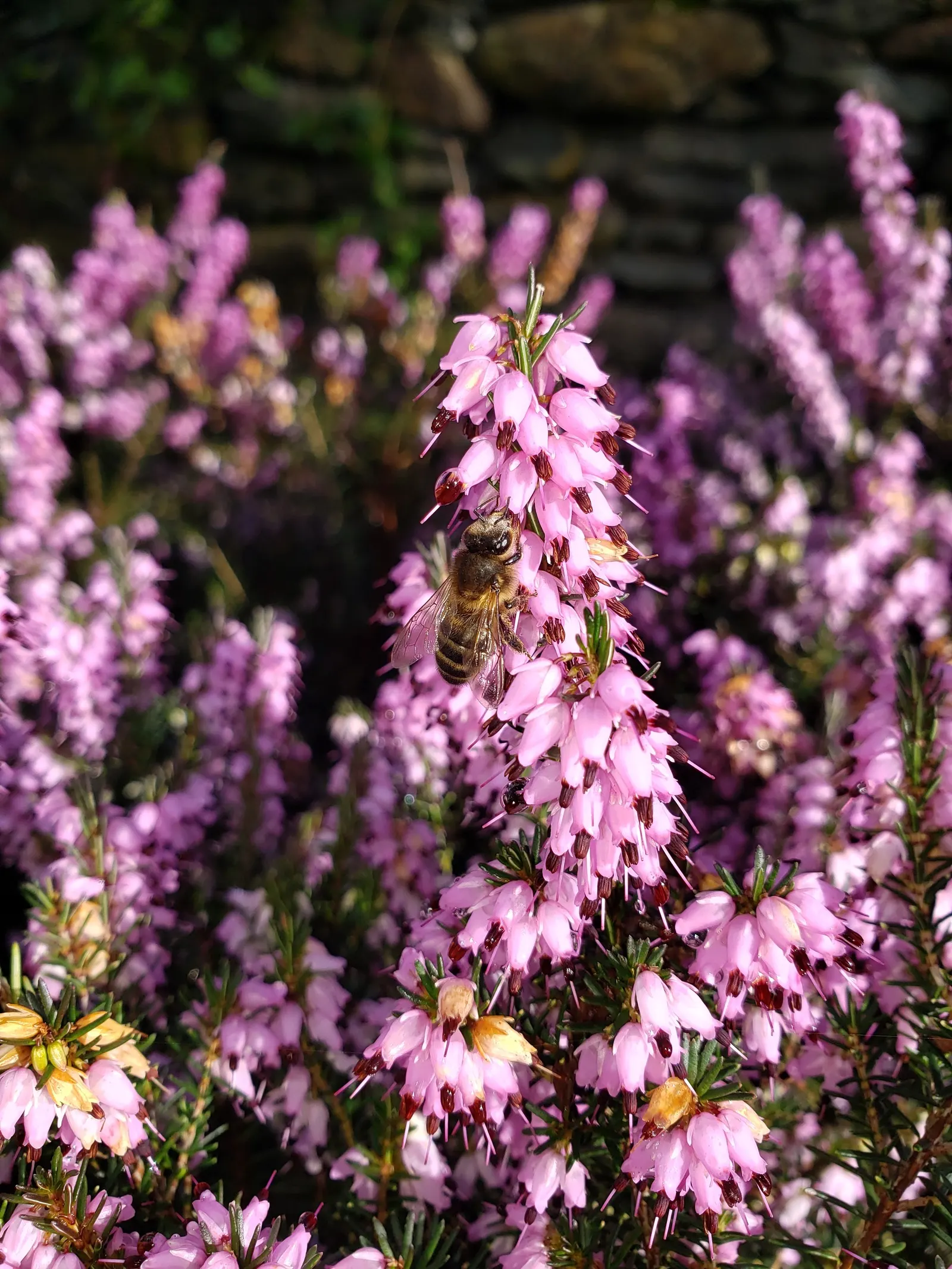 Winter Heath (Erica Carnea) — these plants are a sturdy