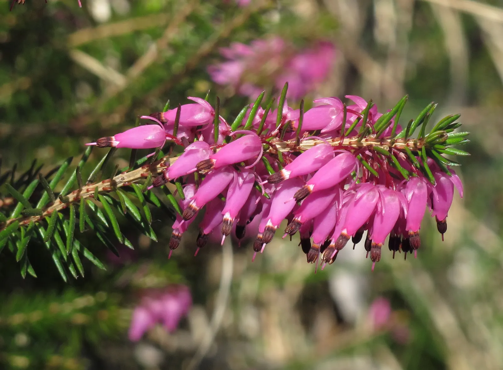 Winter Heath (Erica Carnea) — pink and white flowers in the garden; prized for its vibrant pink to purple flowers that bloom from late winter into, image 55