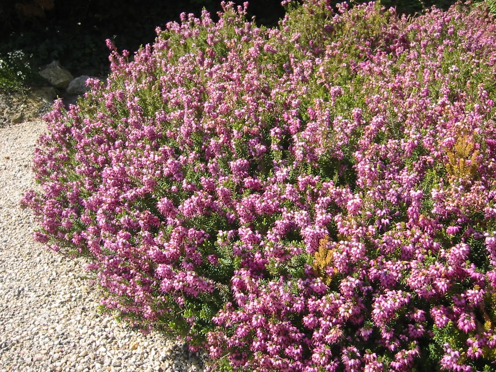 Winter Heath (Erica Carnea) — They thrive in full sun to partial shade and need little maintenance once established; plant Winter Heath in, image 70