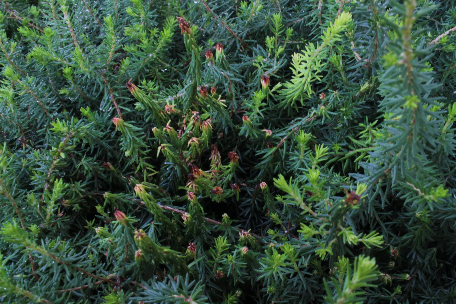 Winter Heath (Erica Carnea) — this hardy plant is ideal for ground cover and rock gardens in USDA zones 5-7; winter Heath (Erica carnea) is an, image 82
