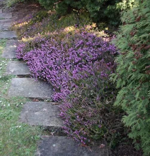 Winter Heath (Erica Carnea) — this hardy plant is ideal for ground cover and rock gardens in USDA zones 5-7