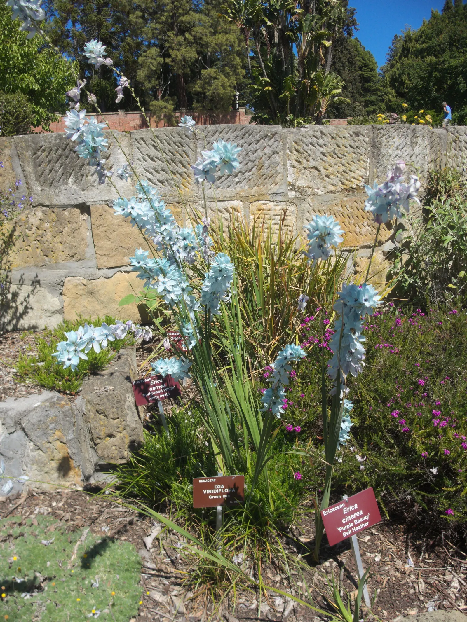 Winter Heath (Erica Carnea) — ground cover / shrub for full or half; reliable choice for challenging areas, image 57