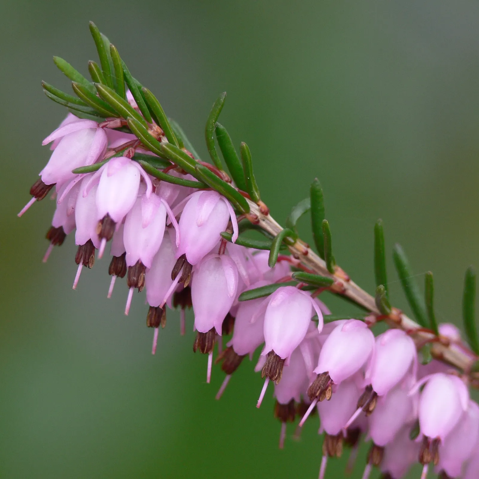 Winter Heath (Erica Carnea) — Winter Heath (Erica carnea) is an evergreen sub-shrub