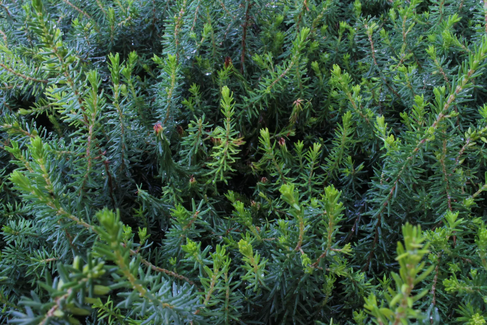 Winter Heath (Erica Carnea) — decorating the plant from late December through April; pink and white flowers in the garden, image 87