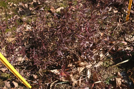 Winter Heath (Erica Carnea) — mounding form that makes it ideal for use as ground cover or as a border plant; its needle-like foliage creates, image 47