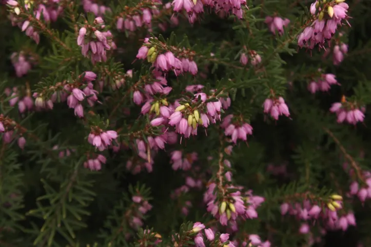 Winter Heath (Erica Carnea) — reliable choice for challenging areas; with their tolerance for drought and poor soils, image 73