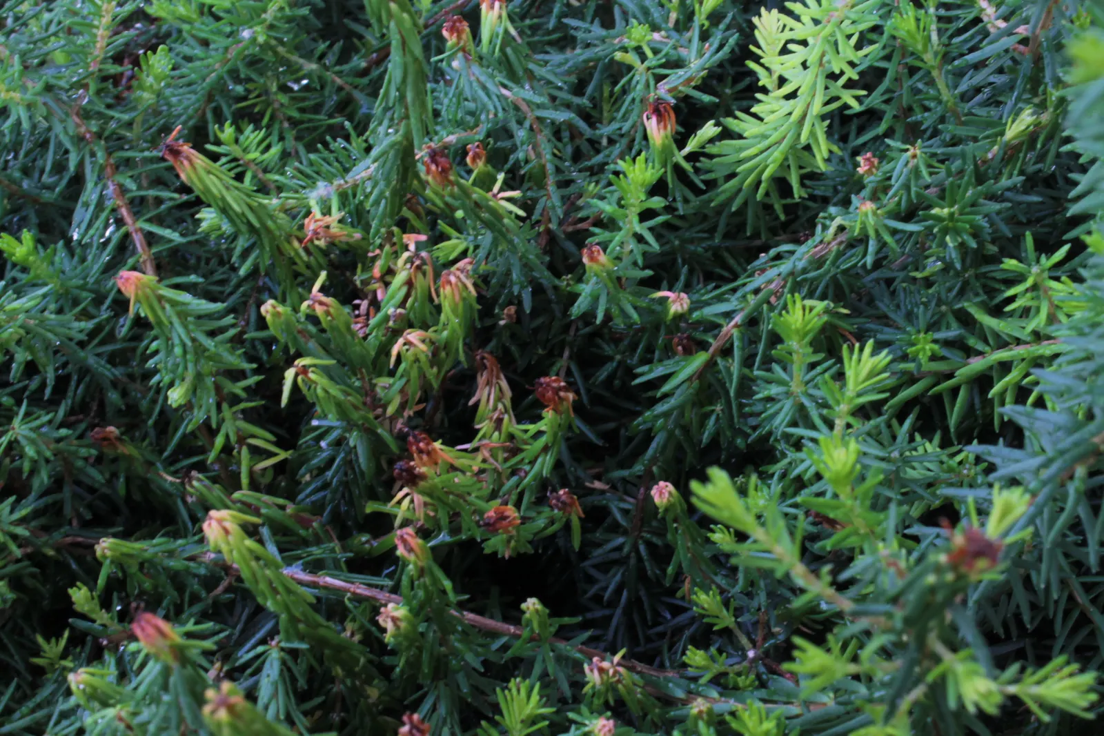 Winter Heath (Erica Carnea) — reliable choice for challenging areas; with their tolerance for drought and poor soils, image 54