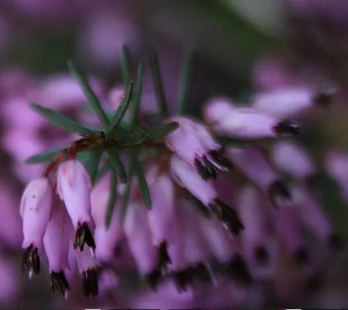 Winter Heath (Erica Carnea) — mounding form that makes it ideal for use as ground cover or as a border plant; its needle-like foliage creates, image 66
