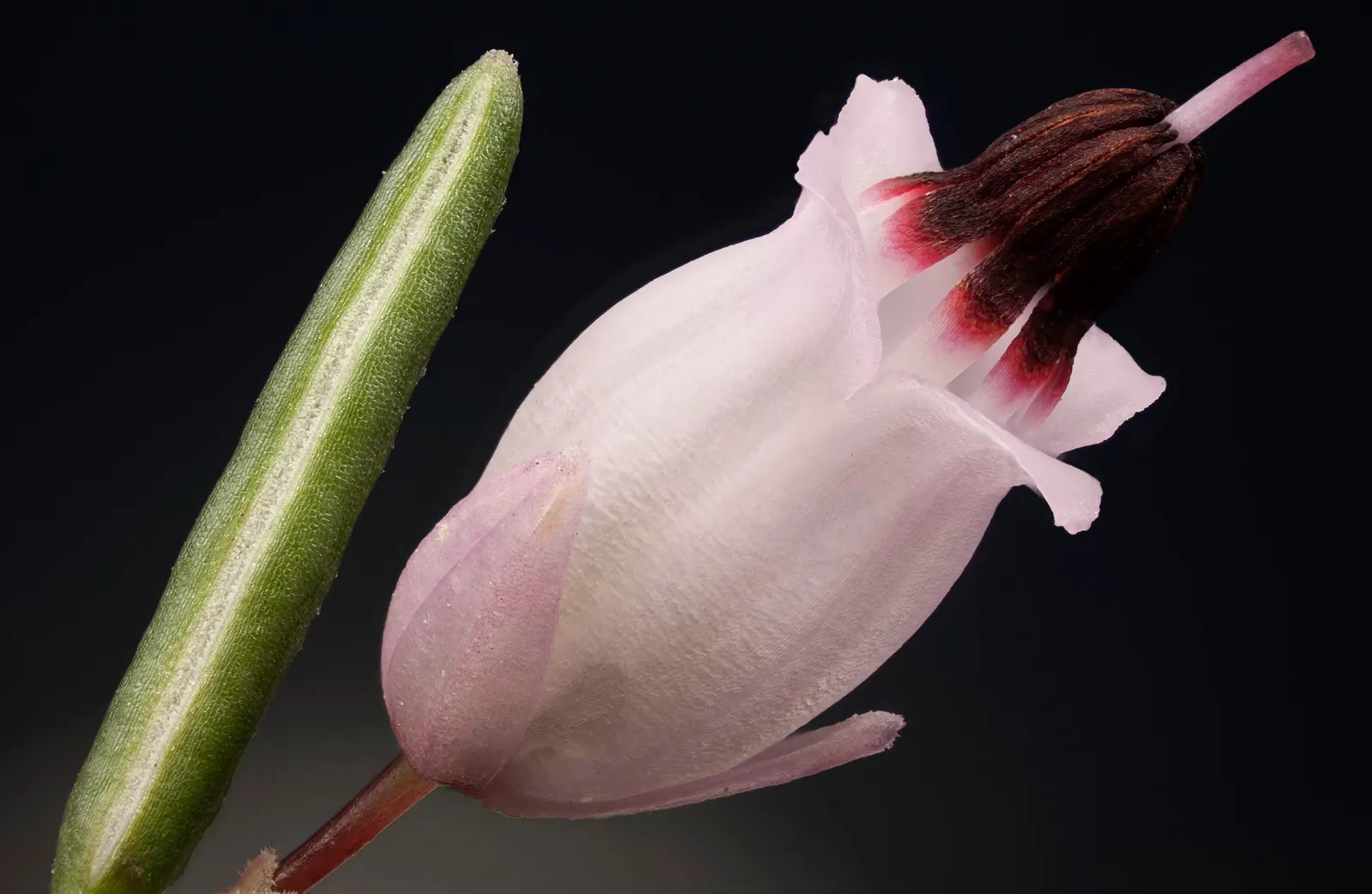 Winter Heath (Erica Carnea) — This hardy plant is known for its remarkable ability to flourish even during the coldest months; these plants are a, image 46