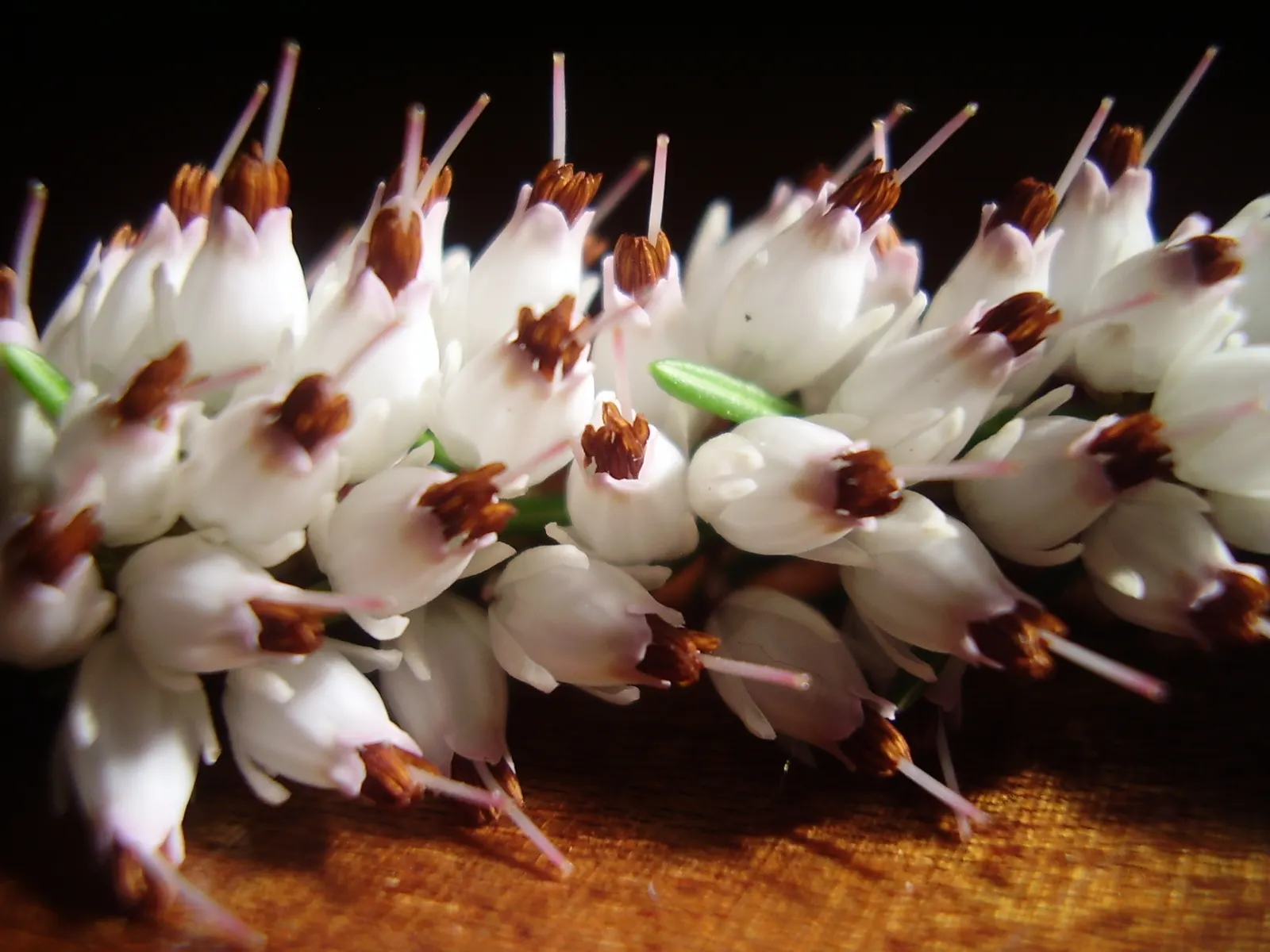 Winter Heath (Erica Carnea) — pink and white flowers in the garden