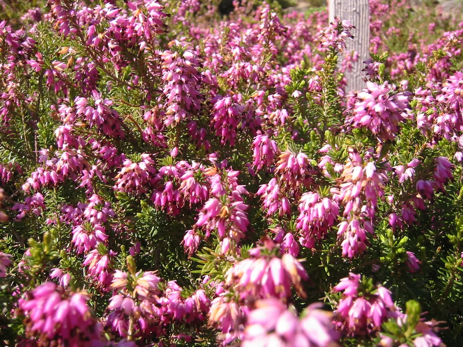 Winter Heath (Erica Carnea) — this hardy plant is ideal for ground cover and rock gardens in USDA zones 5-7; winter Heath (Erica carnea) is an, image 63