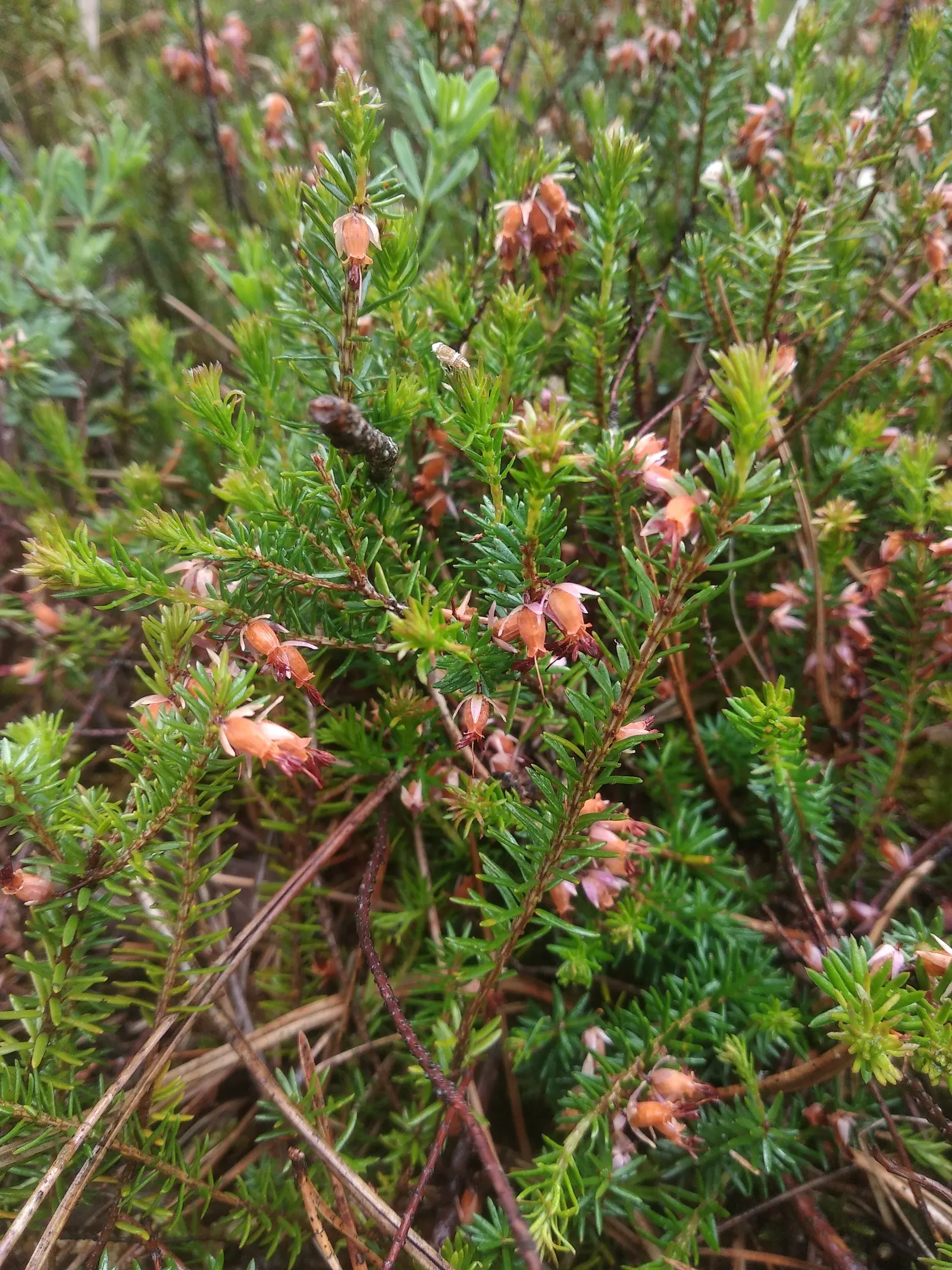 Winter Heath (Erica Carnea) — scientifically named Erica carnea; this hardy plant is known for its remarkable ability to flourish even during the coldest months