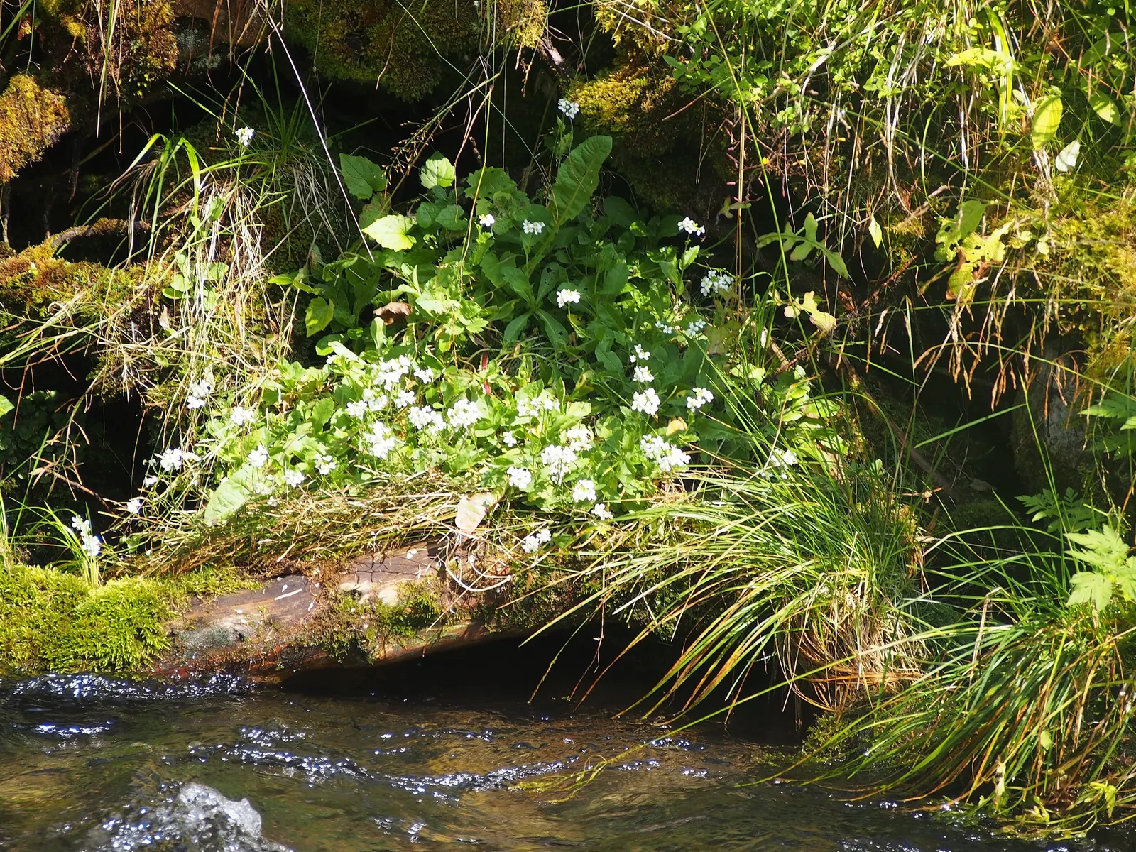 Alpine Rockcress (Arabis Caucasica) — Drought-tolerant once established and excellent for attracting pollinators; low mats up to 12 inches wide, image 95