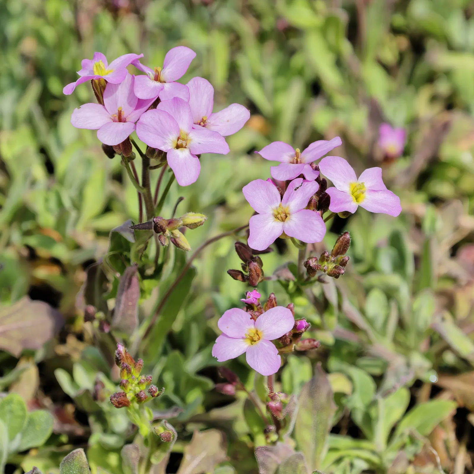 Alpine Rockcress (Arabis Caucasica) — white flowers in the garden; adding a delicate charm to rock gardens or border fronts, image 64