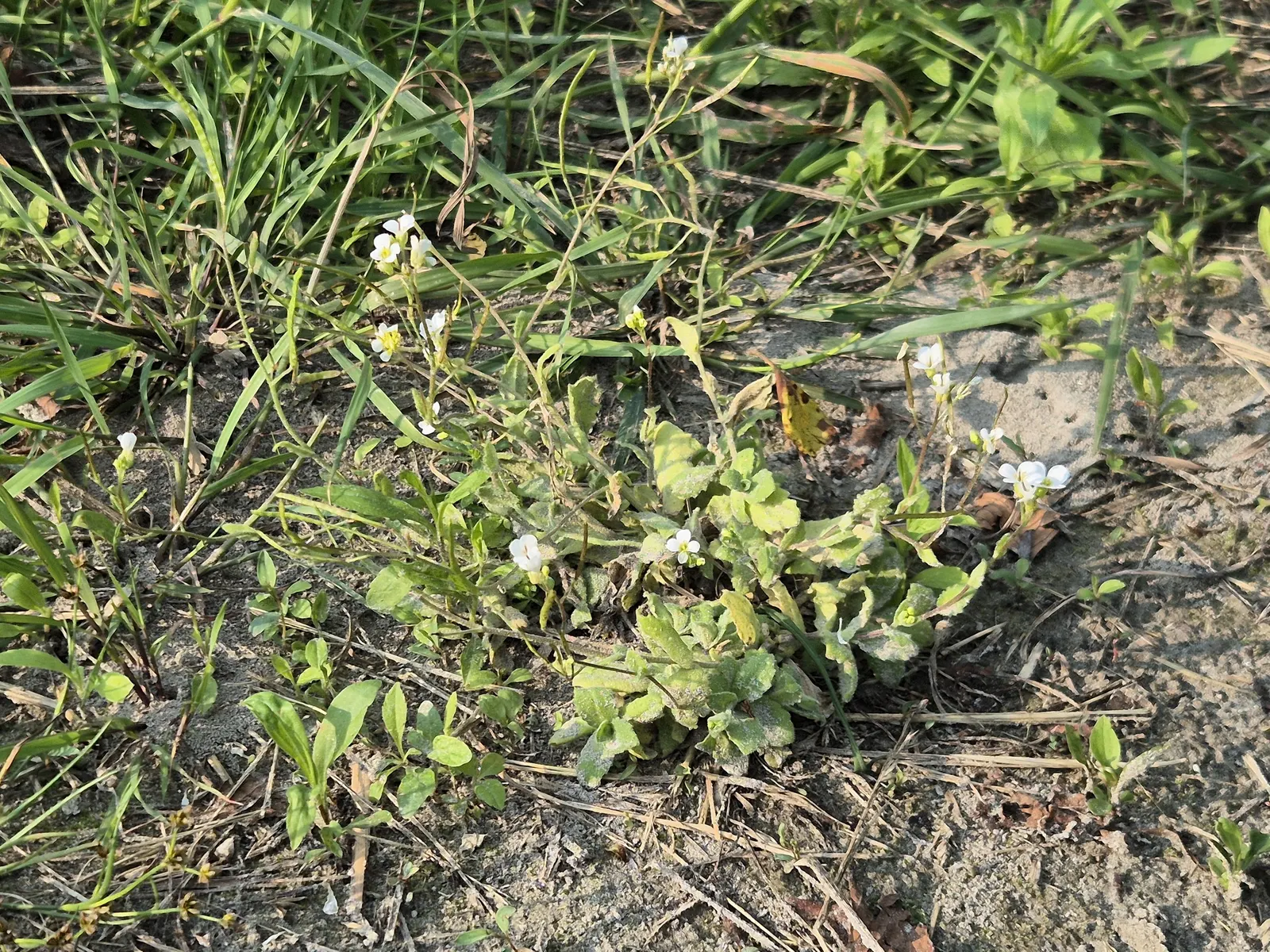 Alpine Rockcress (Arabis Caucasica) — typically reaching heights of merely 6 to 12 inches with a spread of up to 18 inches