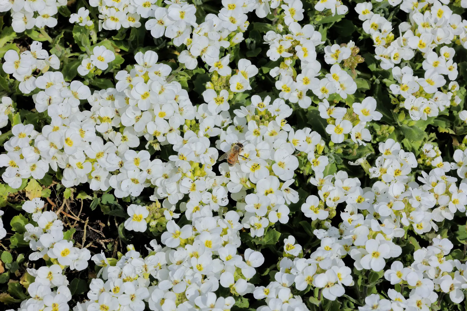 Alpine Rockcress (Arabis Caucasica) — white flowers in the garden; adding a delicate charm to rock gardens or border fronts, image 86