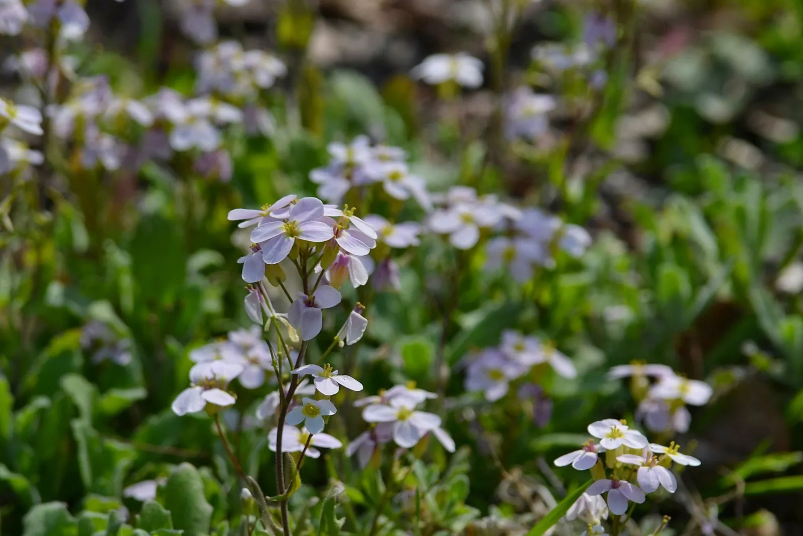 Alpine Rockcress (Arabis Caucasica) — When designing a garden landscape; prefers well-drained soil and full sun to partial shade, image 105