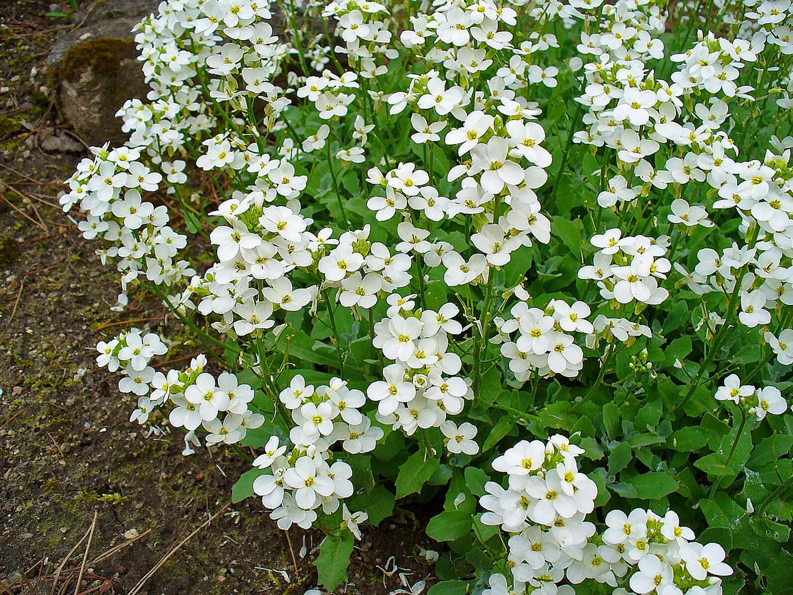 Alpine Rockcress (Arabis Caucasica) — This attractive ground cover features a low-growing habit