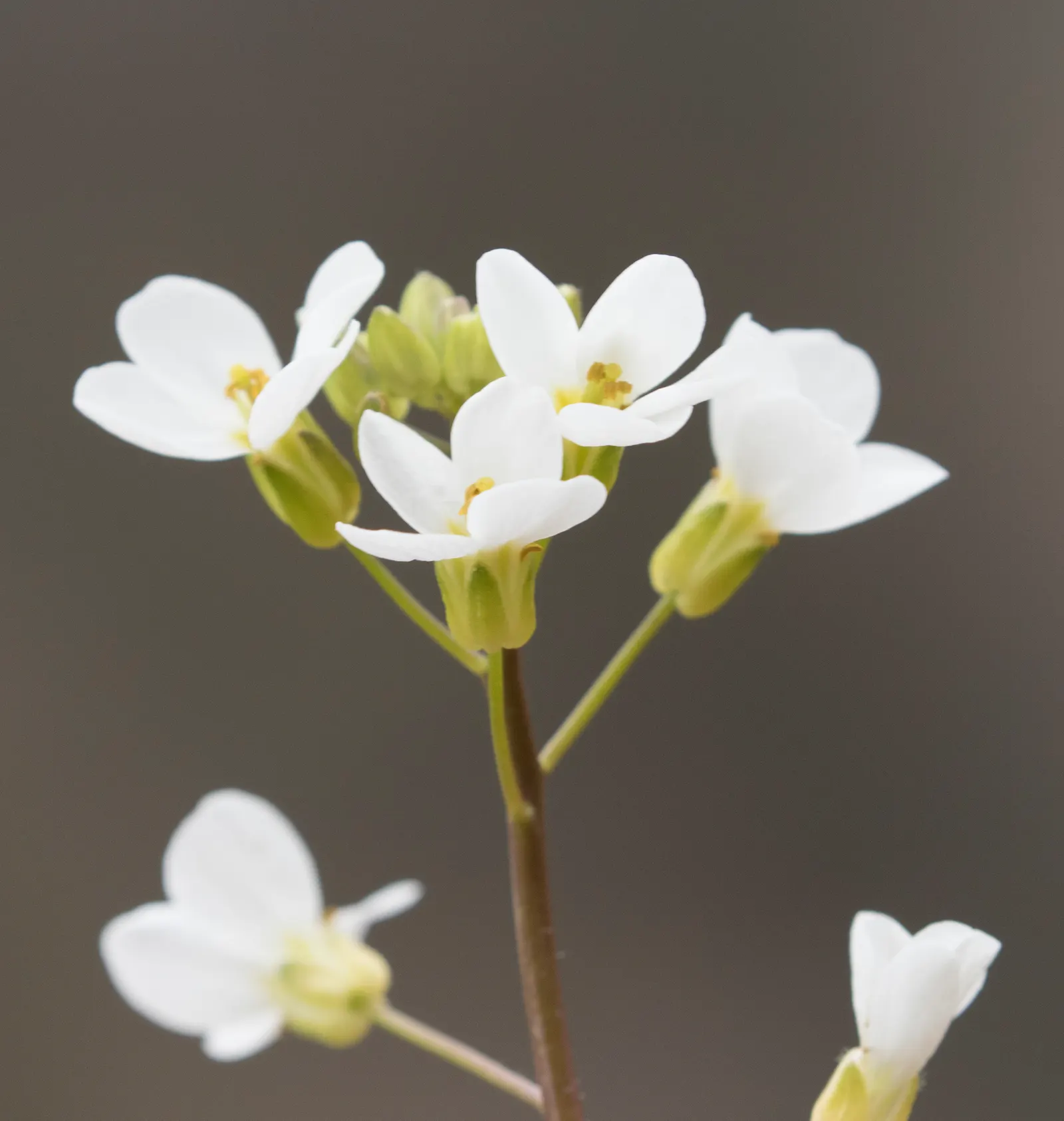 Alpine Rockcress (Arabis Caucasica) — particularly rock gardens and alpine troughs; it has minimal water requirements once established, making it a, image 53