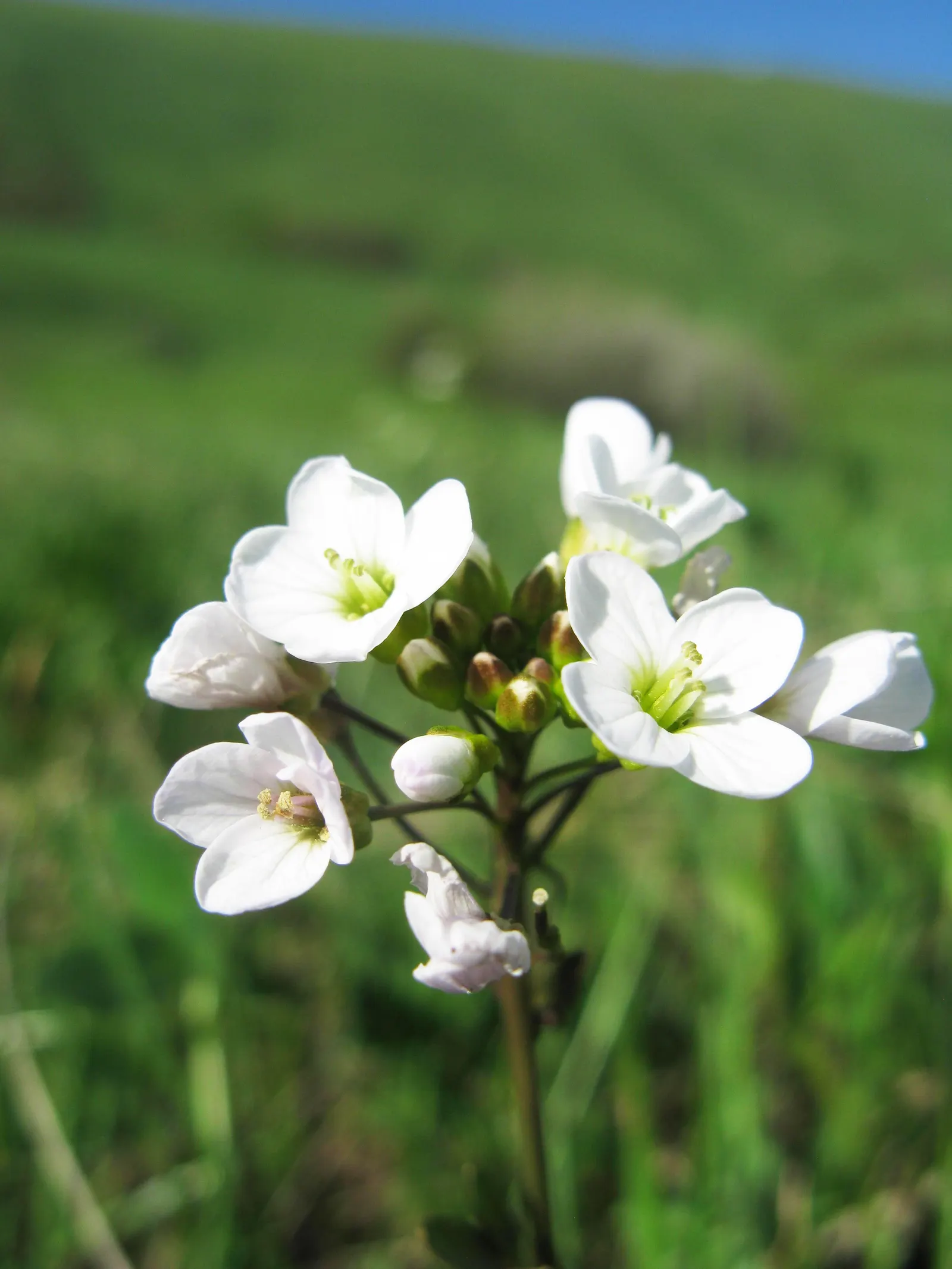 Alpine Rockcress (Arabis Caucasica) — Prefers well-drained soil and full sun to partial shade; when designing a garden landscape, image 72
