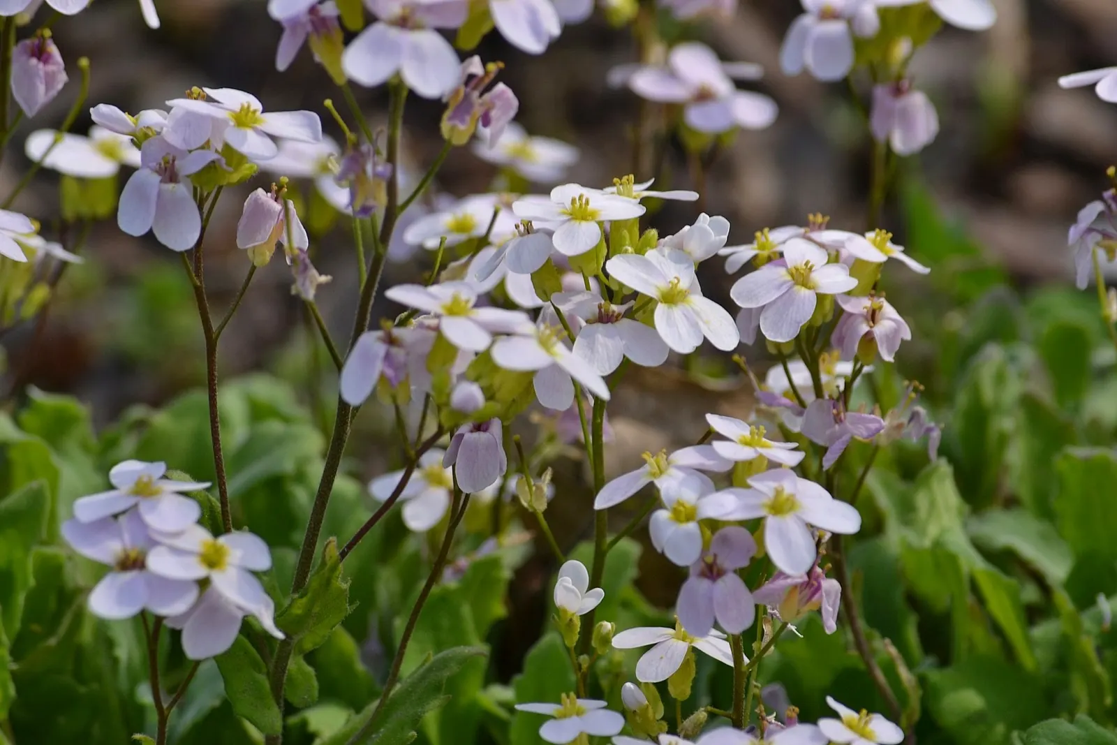 Alpine Rockcress (Arabis Caucasica) — providing a year-round textural backdrop.<br><br>Come spring