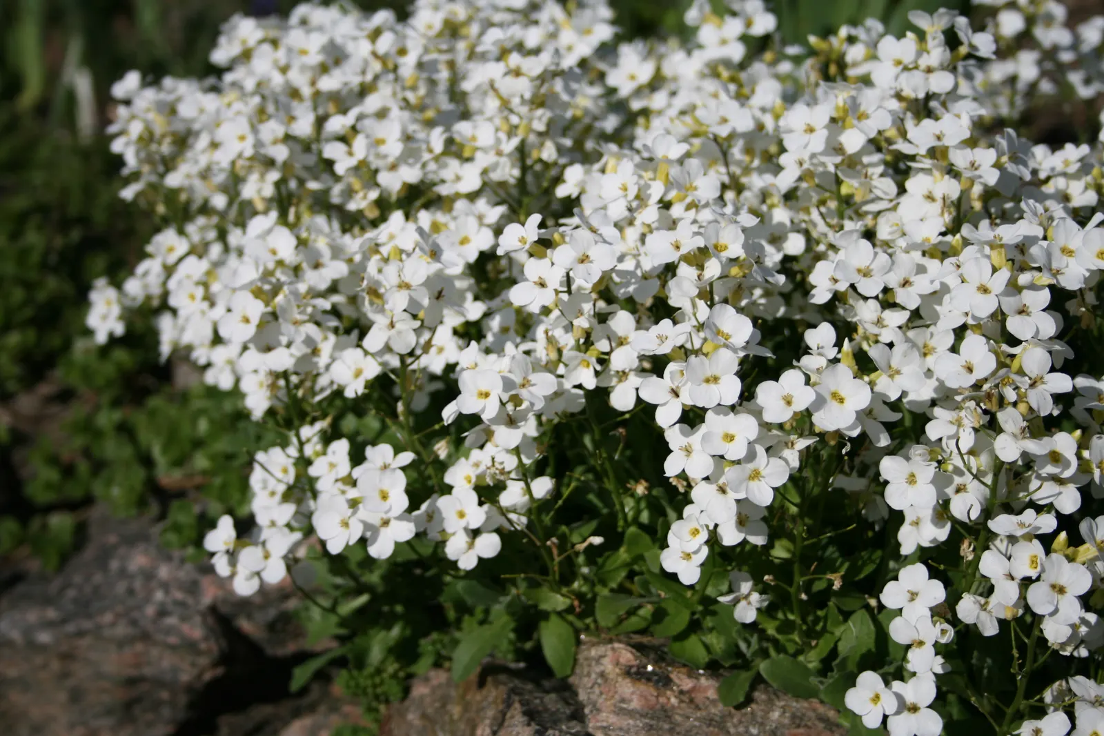 Alpine Rockcress (Arabis Caucasica) — typically reaching heights of merely 6 to 12 inches with a spread of up to 18 inches; the Alpine Rockcress, image 99