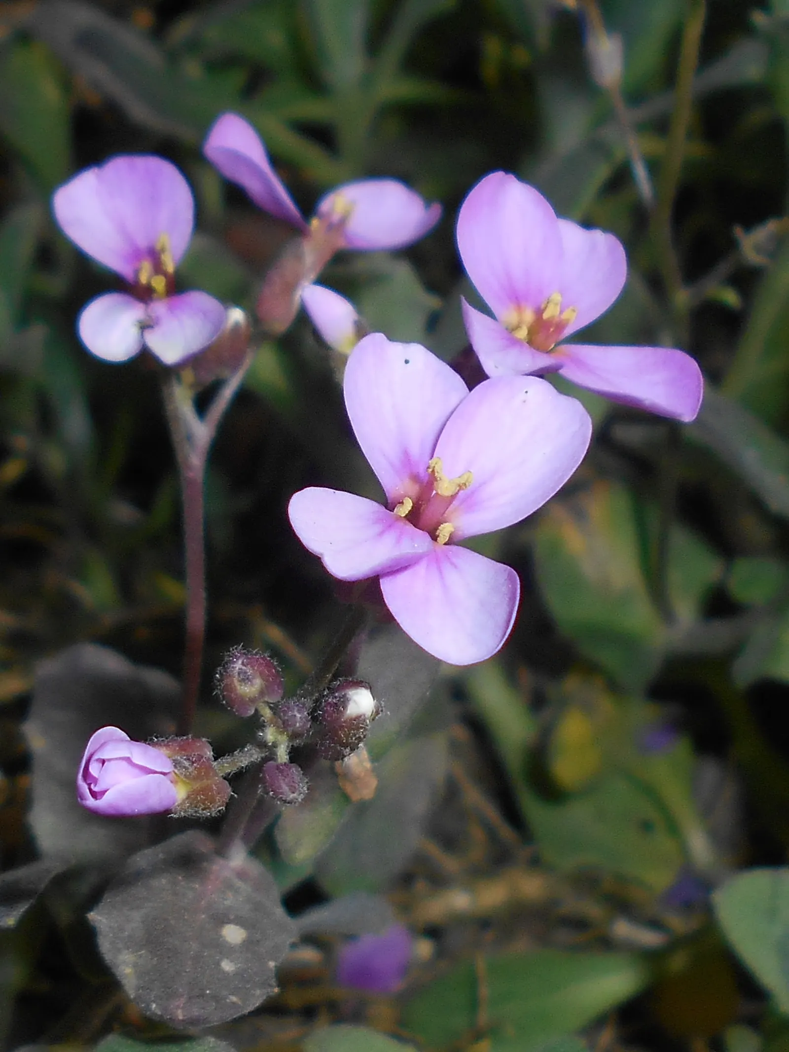 Alpine Rockcress (Arabis Caucasica) — particularly rock gardens and alpine troughs
