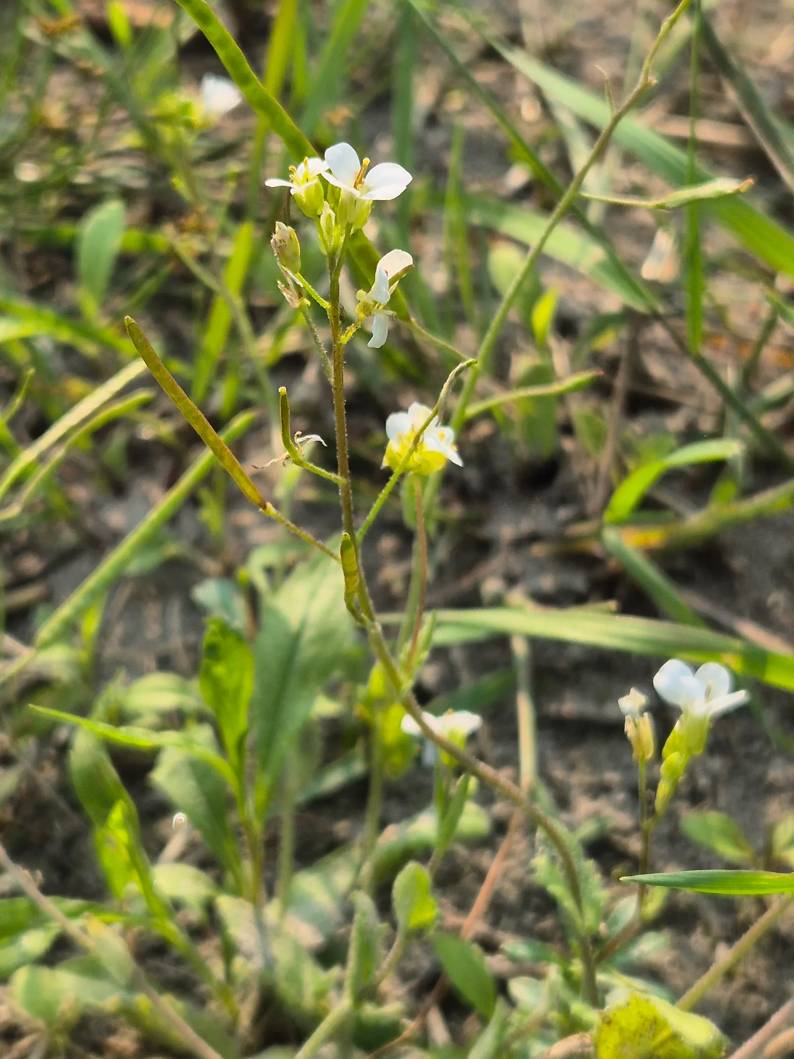 Alpine Rockcress (Arabis Caucasica) — withstanding temperatures down to -30&deg;F; the blossoms range in color from pristine white to soft pink and, image 59