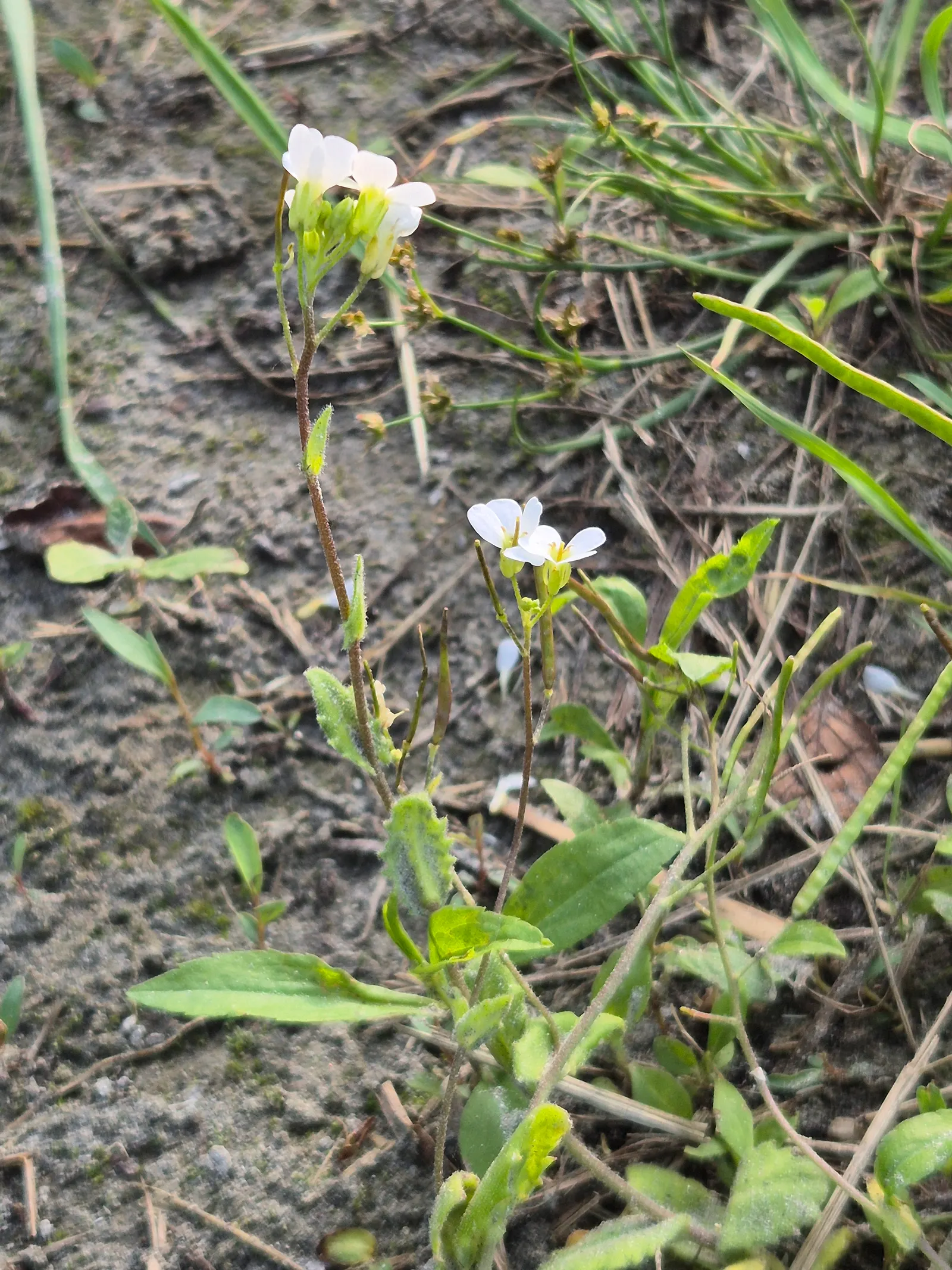Alpine Rockcress (Arabis Caucasica) — The Alpine Rockcress (Arabis caucasica) is a hardy perennial that adds a delicate charm to any garden setting, image 74