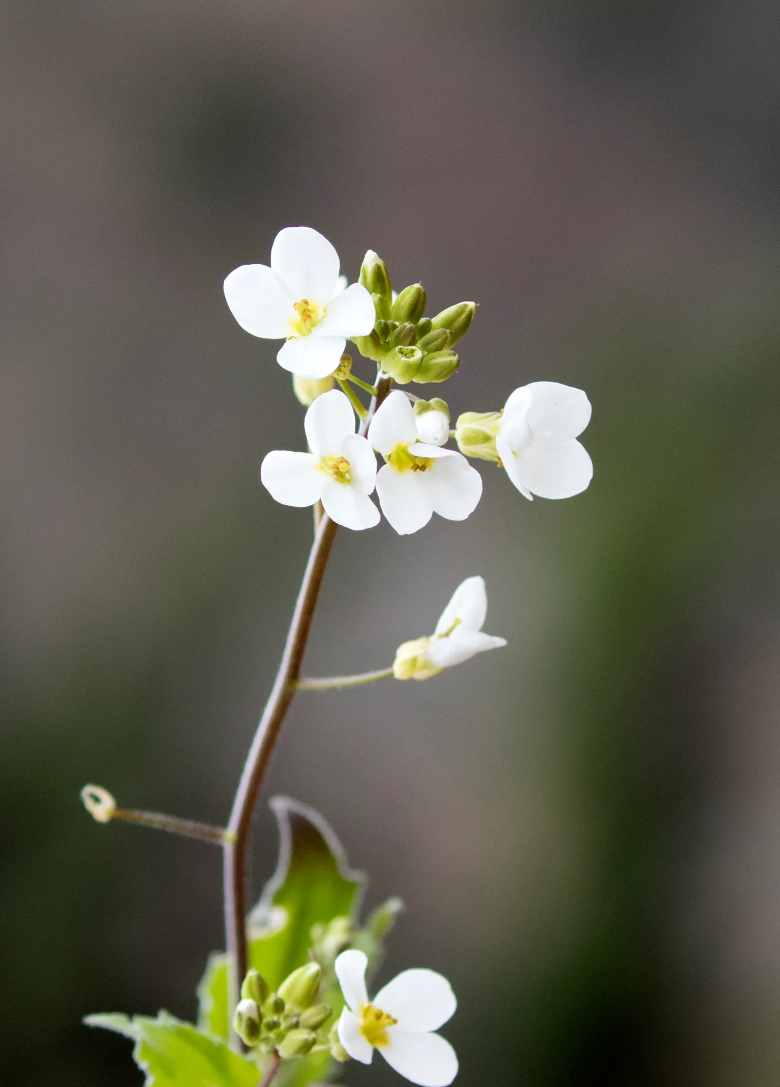 Alpine Rockcress (Arabis Caucasica) — white flowers in the garden; adding a delicate charm to rock gardens or border fronts