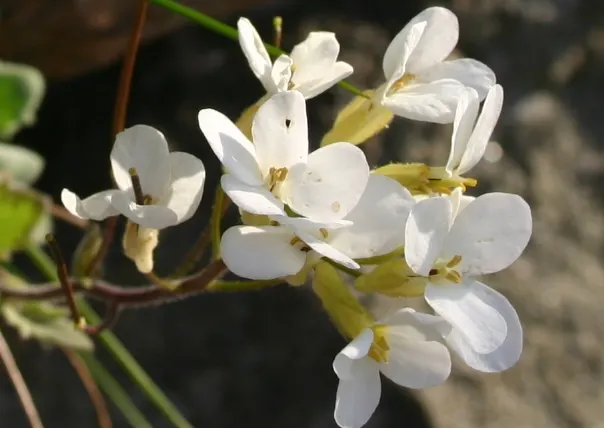 Alpine Rockcress (Arabis Caucasica) — Alpine Rockcress (Arabis caucasica) is a hardy perennial that forms dense; four-petaled flowers that rise, image 89