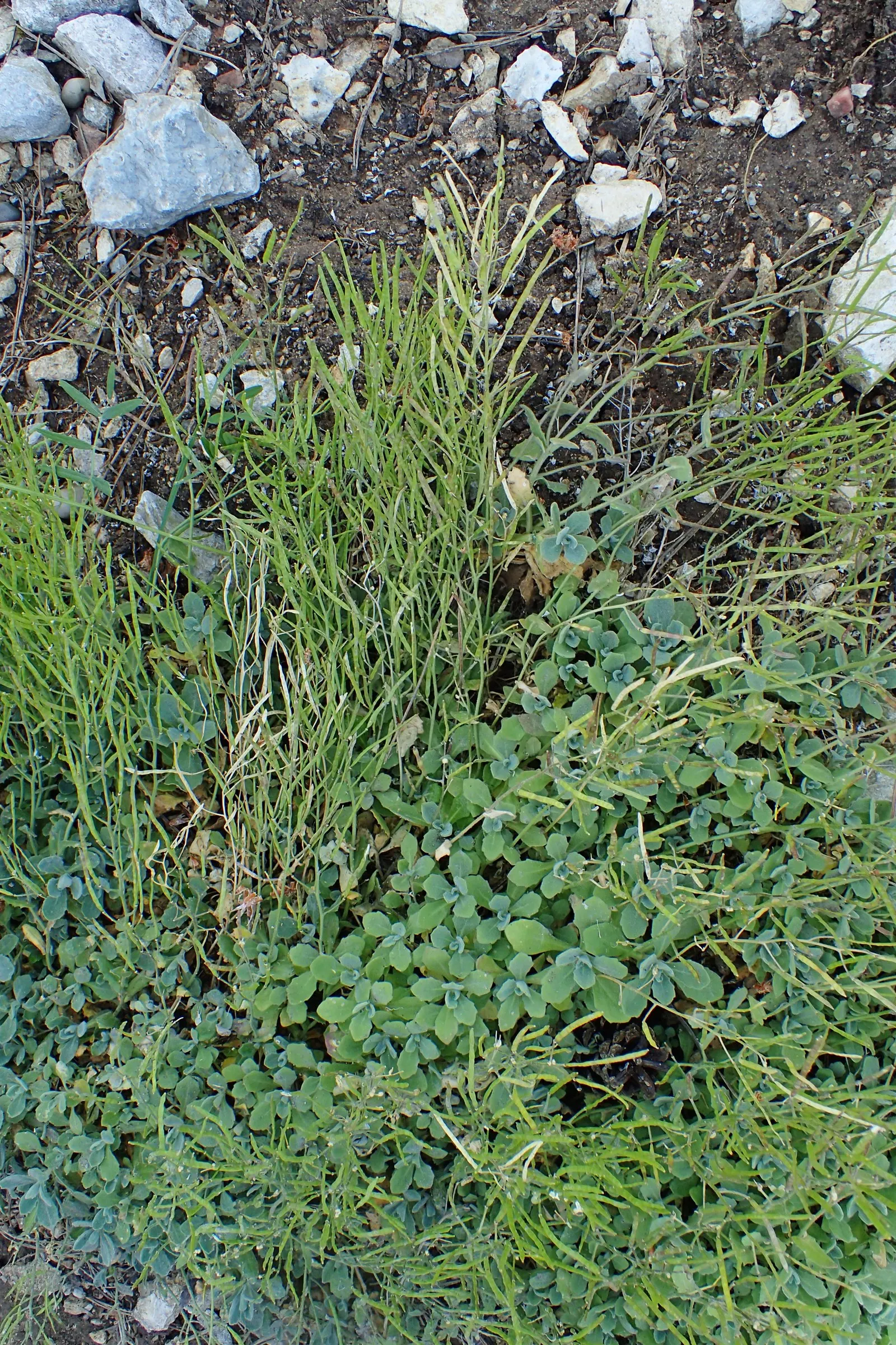 Alpine Rockcress (Arabis Caucasica) — four-petaled flowers that rise about 6 to 8 inches tall