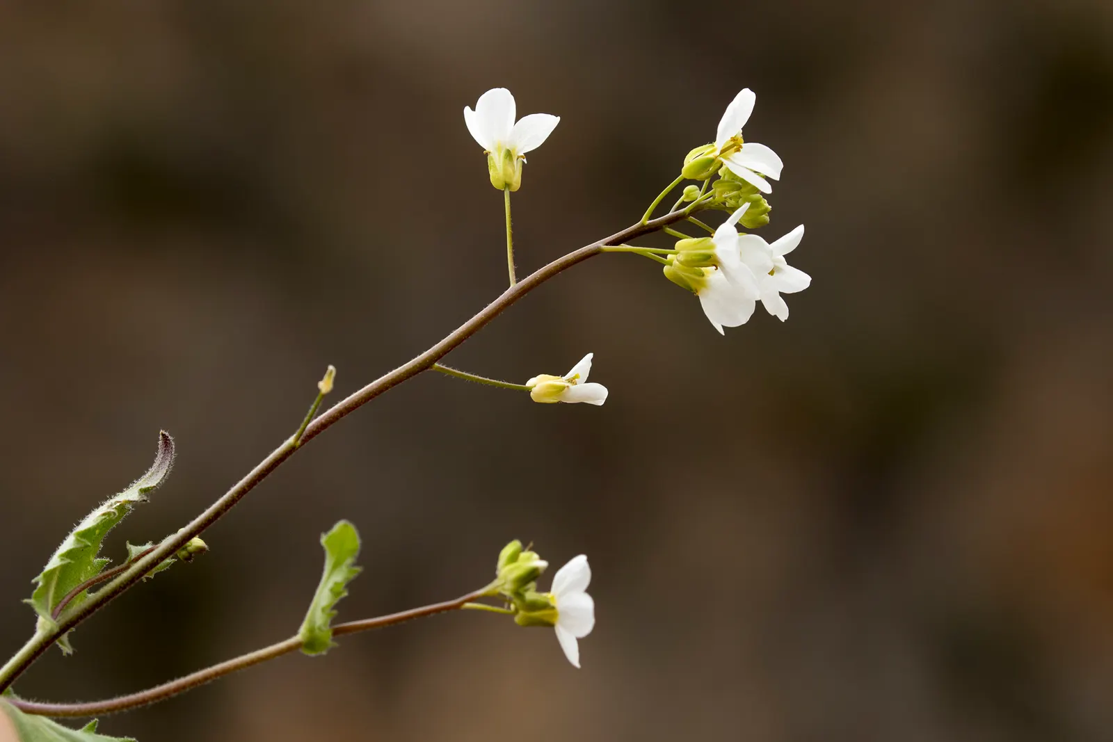 Alpine Rockcress (Arabis Caucasica) — providing a versatile and appealing addition to your client's garden; white flowers in the garden, image 63
