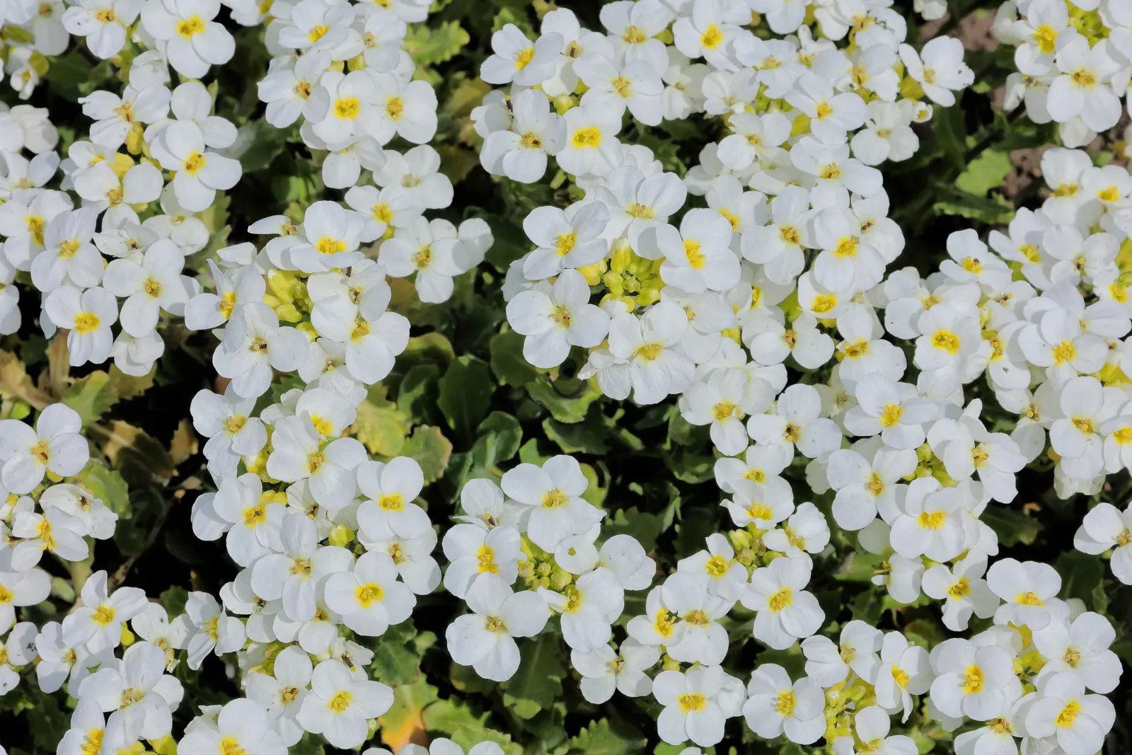 Alpine Rockcress (Arabis Caucasica) — It has minimal water requirements once established, making it a drought-tolerant option; herb / perennial, image 60