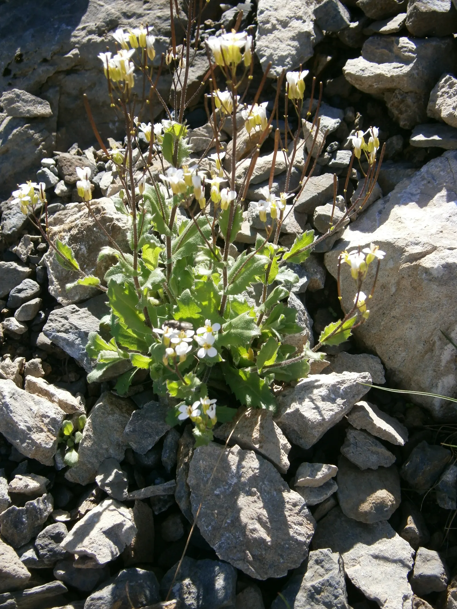Alpine Rockcress (Arabis Caucasica) — providing a year-round textural backdrop.<br><br>Come spring; herb / perennial for full or half, image 57