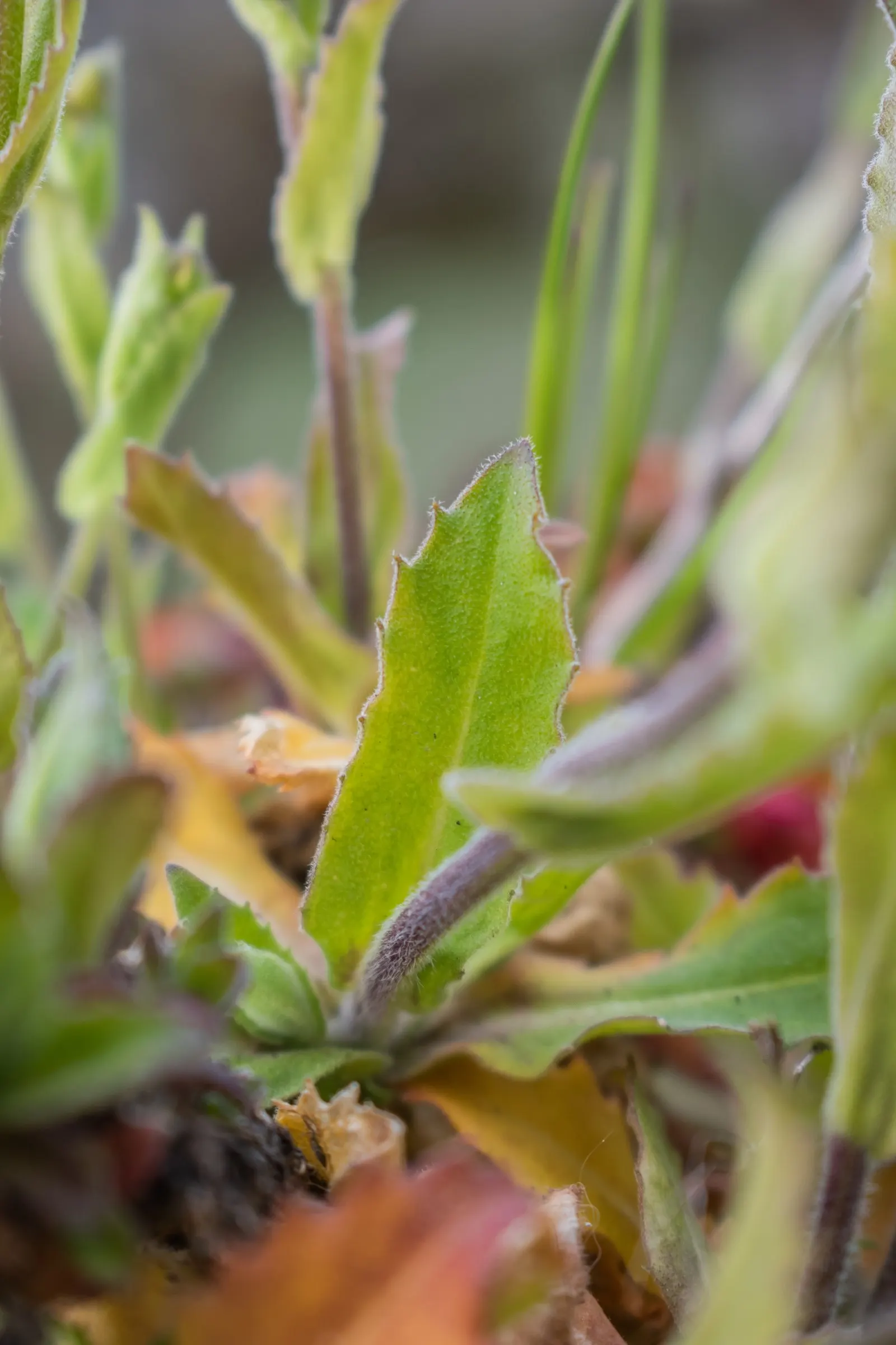 Alpine Rockcress (Arabis Caucasica) — It has minimal water requirements once established, making it a drought-tolerant option; herb / perennial with white