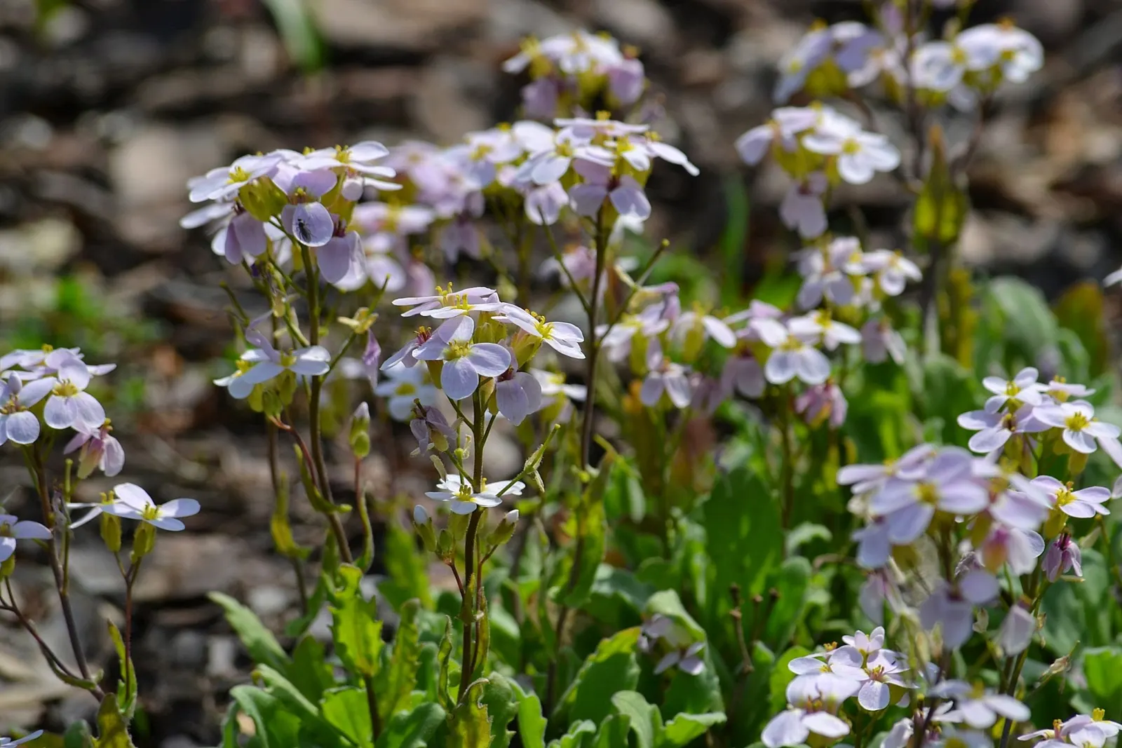 Alpine Rockcress (Arabis Caucasica) — herb / perennial for full or half