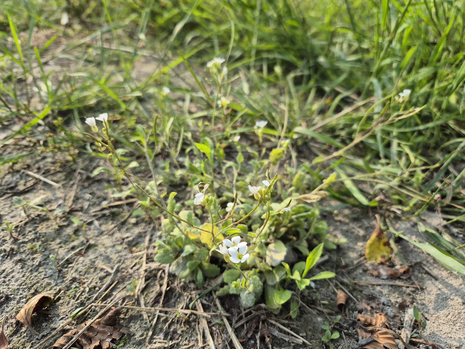 Alpine Rockcress (Arabis Caucasica) — Prefers well-drained soil and full sun to partial shade; when designing a garden landscape, image 50