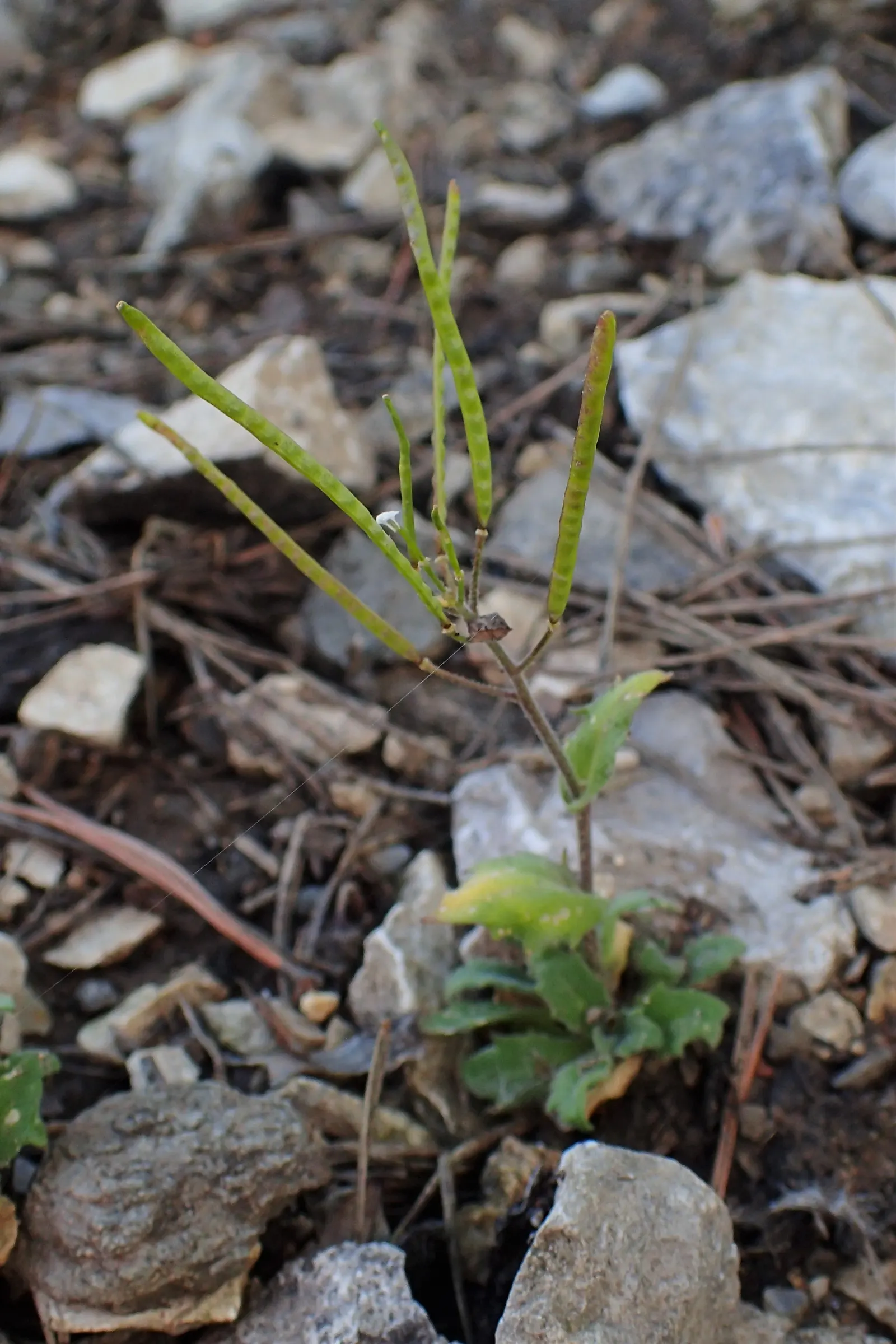 Alpine Rockcress (Arabis Caucasica) — low mats up to 12 inches wide with deep green leaves; typically reaching heights of merely 6 to 12 inches with a spread
