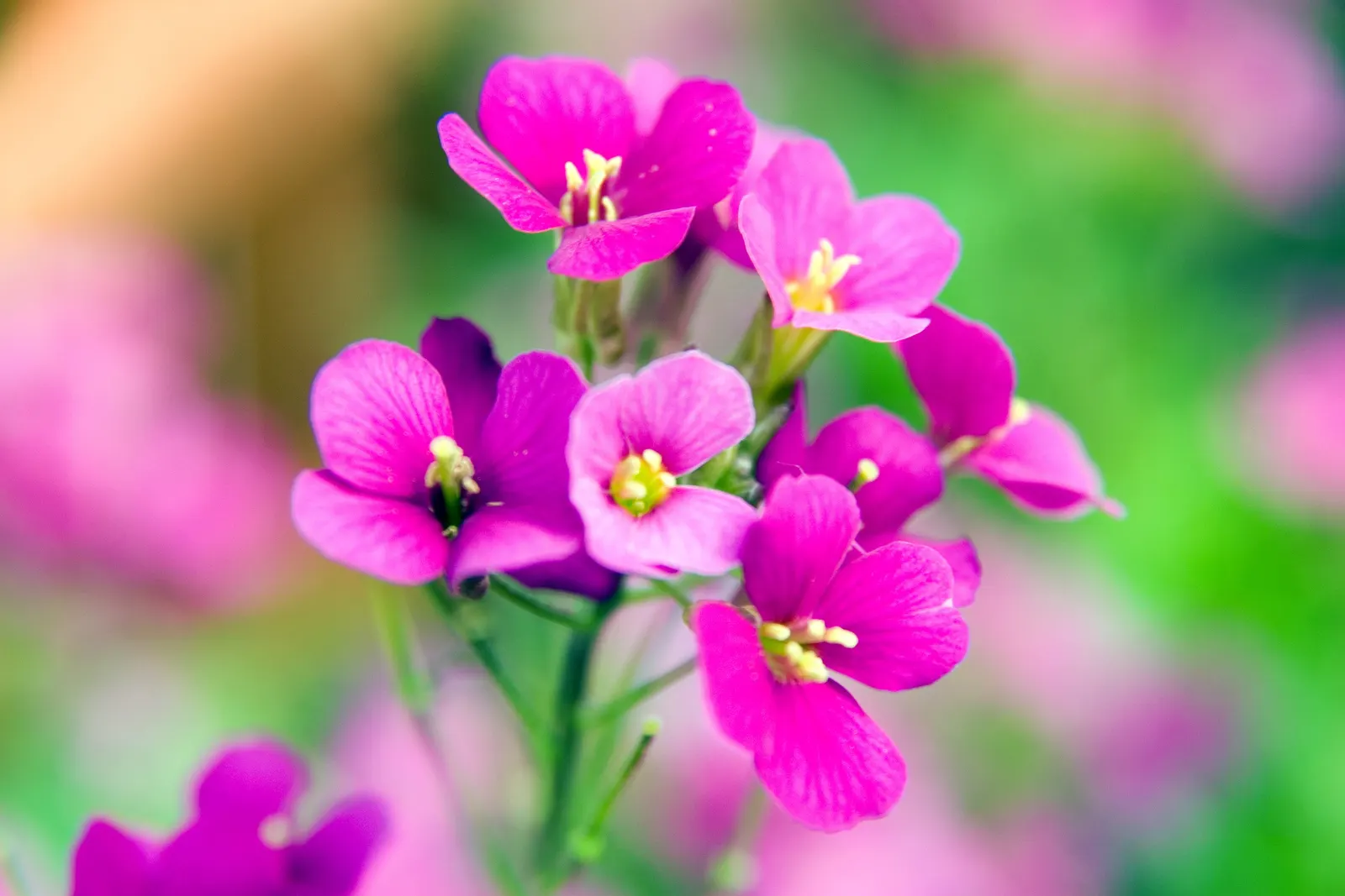 Alpine Rockcress (Arabis Caucasica) — Alpine Rockcress (Arabis caucasica) is a hardy perennial that forms dense; four-petaled flowers that rise, image 45