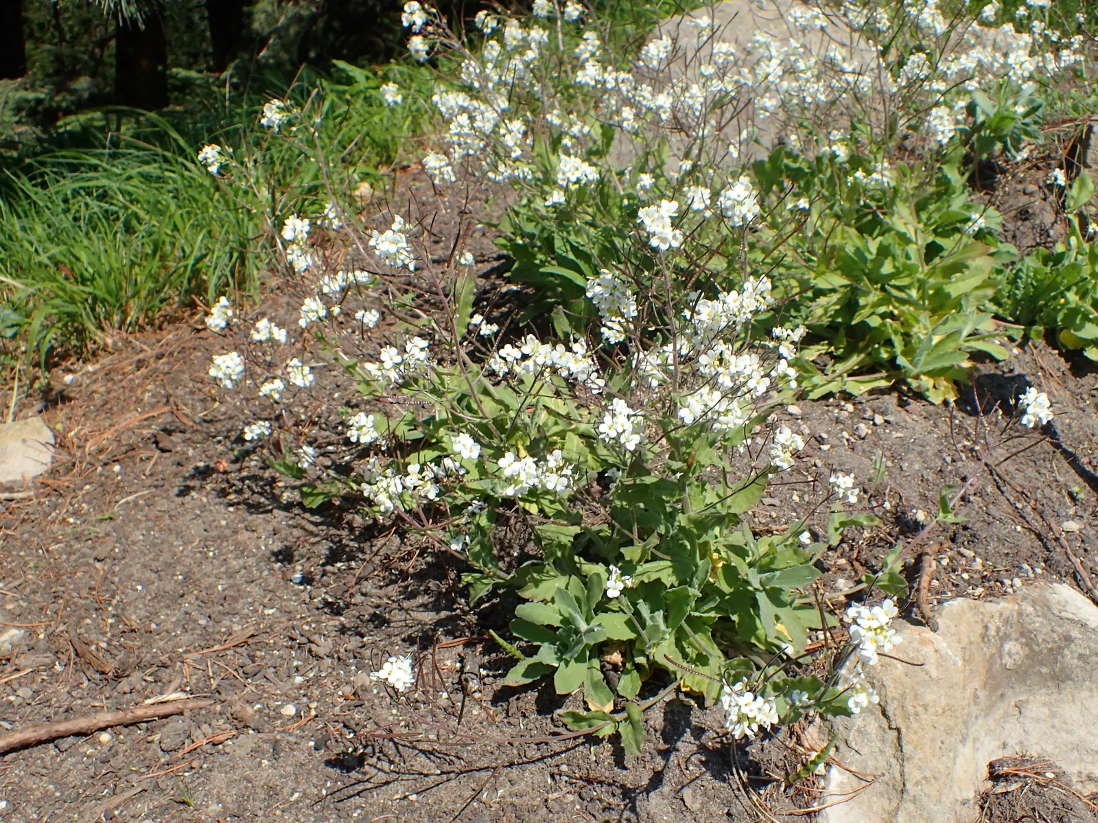 Alpine Rockcress (Arabis Caucasica) — The foliage of the Alpine Rockcress is a dense rosette of lance-shaped; withstanding temperatures down to, image 100