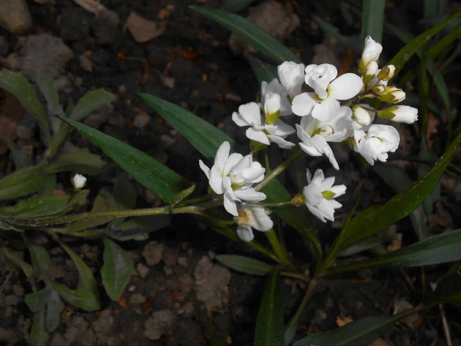 Alpine Rockcress (Arabis Caucasica) — This attractive ground cover features a low-growing habit; alpine Rockcress (Arabis caucasica) is a hardy perennial that