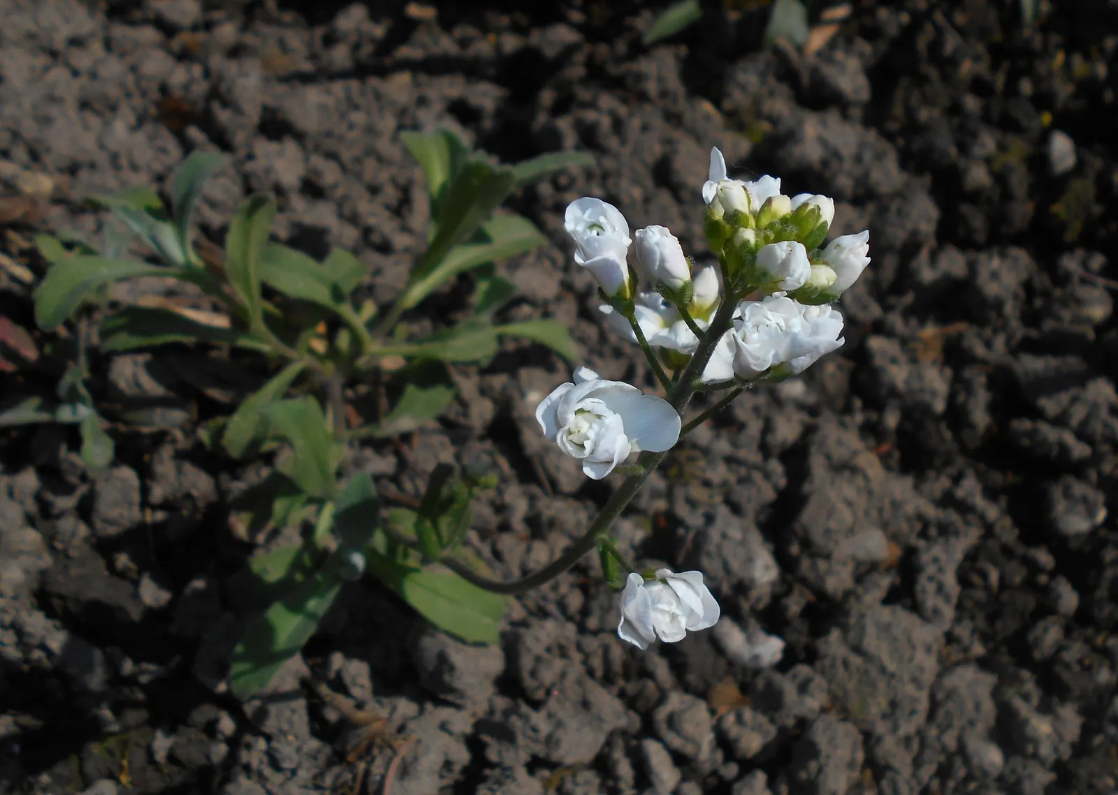 Alpine Rockcress (Arabis Caucasica) — herb / perennial with white blooms