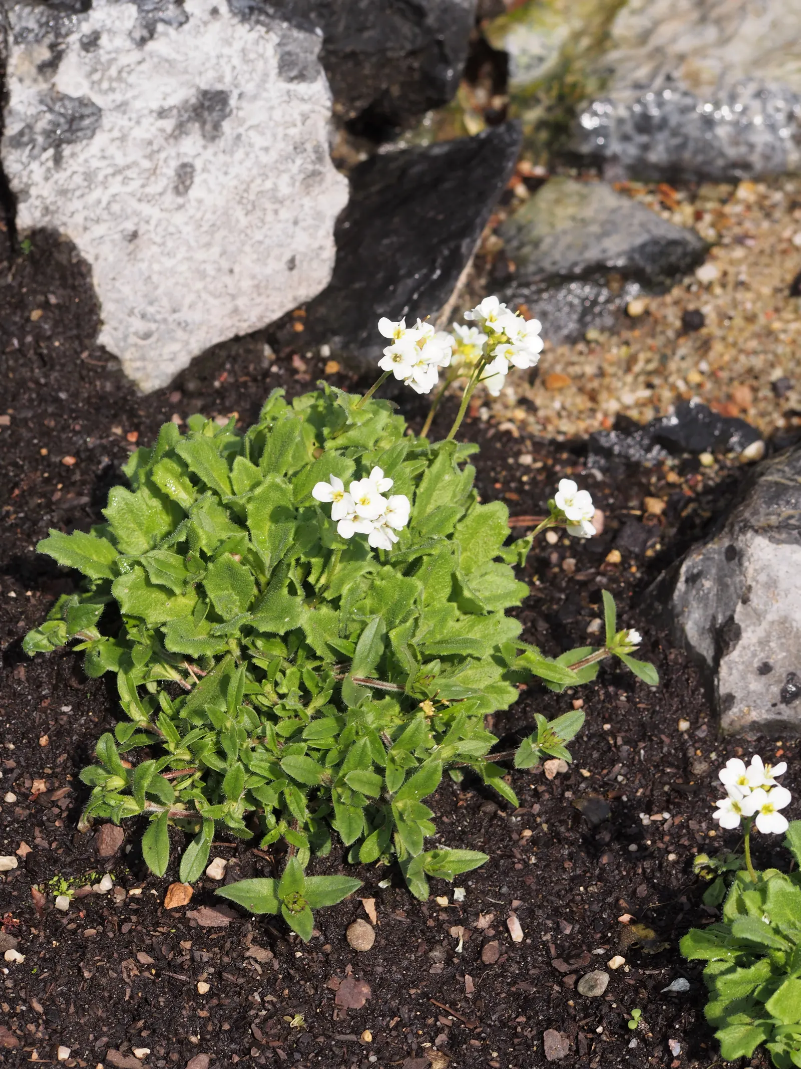 Alpine Rockcress (Arabis Caucasica) — its mat-forming habit makes it ideal for edging paths