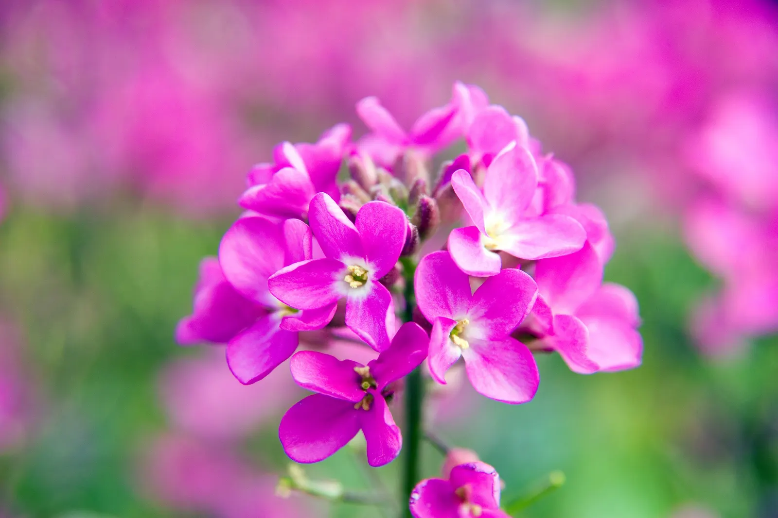 Alpine Rockcress (Arabis Caucasica) — its mat-forming habit makes it ideal for edging paths; providing a year-round textural backdrop.<br><br>Come, image 62